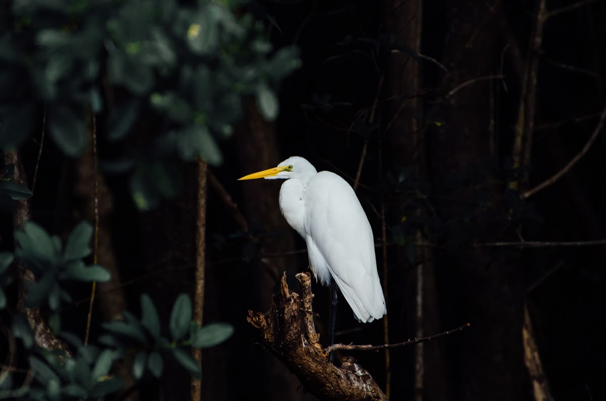 Everglades National Park, USA